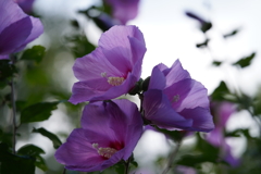 公園の花