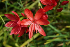 公園の花