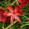 公園の花