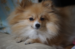 愛犬