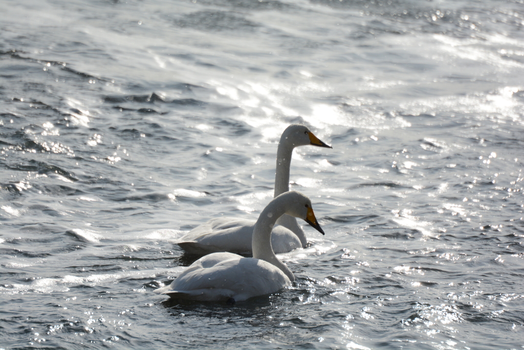 雪と白鳥