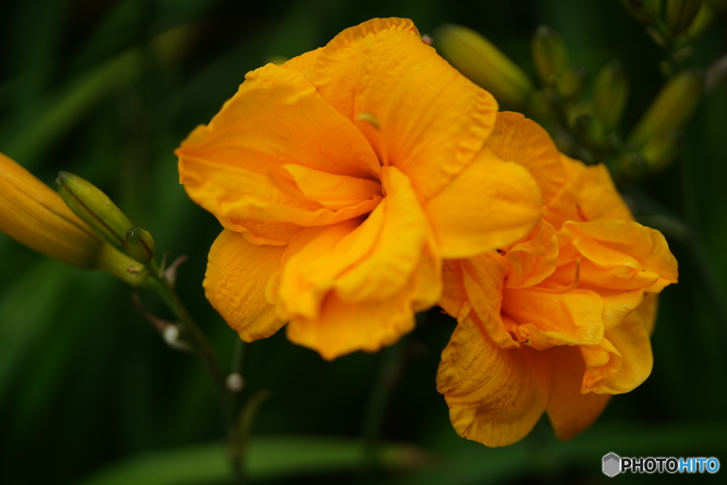公園の花 by jiggle （ID：13587988） - 写真共有サイト:PHOTOHITO