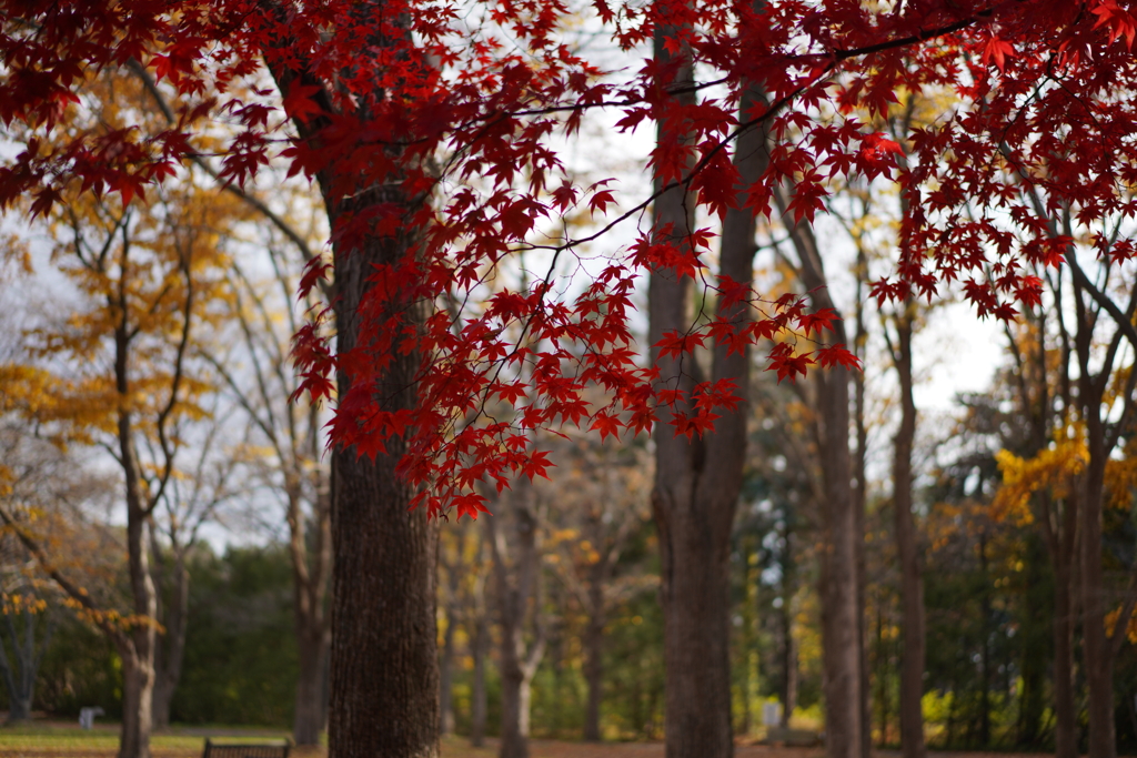 紅葉