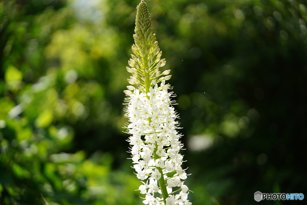公園の花 by jiggle （ID：13543849） - 写真共有サイト:PHOTOHITO