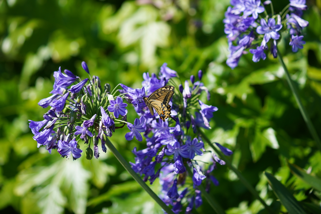公園の花
