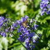 公園の花