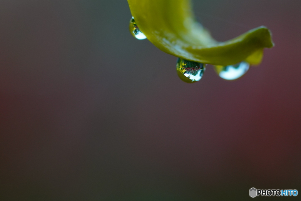 公園の花 by jiggle （ID：13584756） - 写真共有サイト:PHOTOHITO