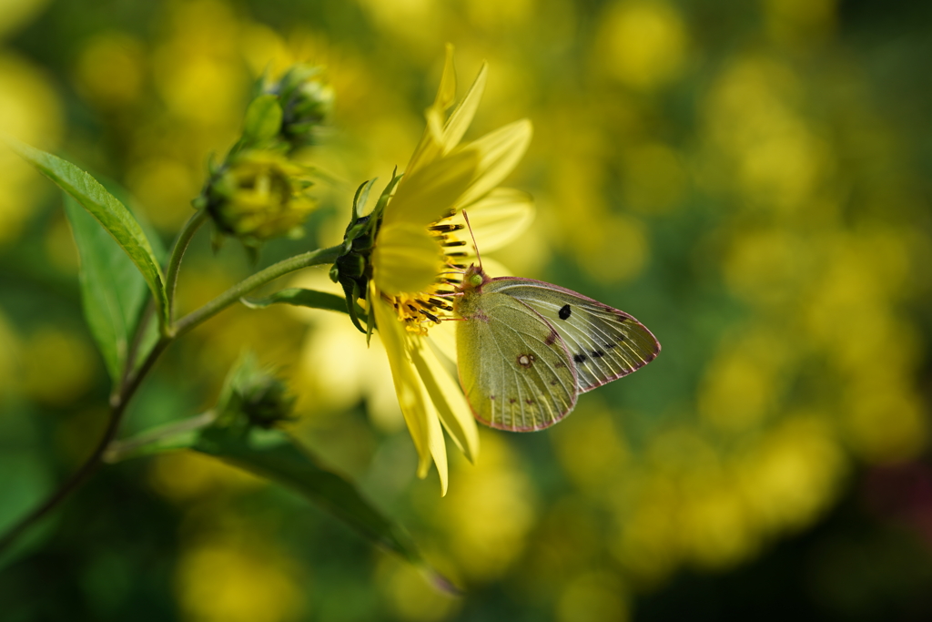 公園の花