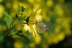 公園の花
