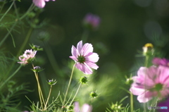 PICT0126