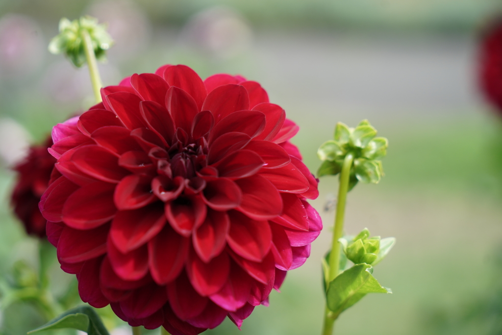 公園の花