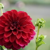 公園の花