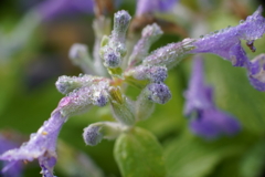 公園の花