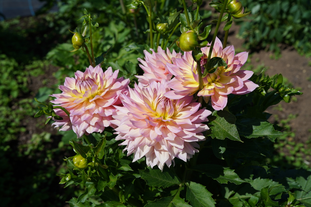 公園の花