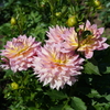 公園の花