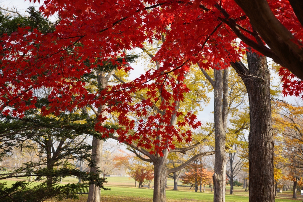 公園の紅葉