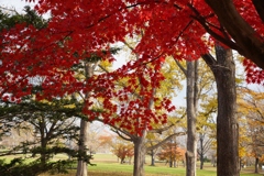 公園の紅葉