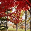 公園の紅葉