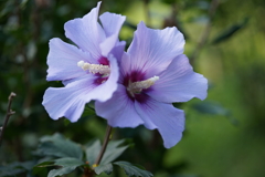 公園の花