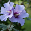 公園の花