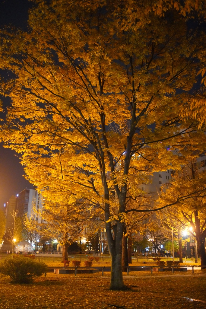 夜の公園,黄葉