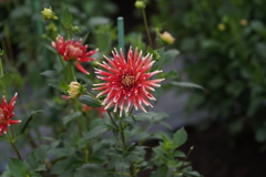 公園の花