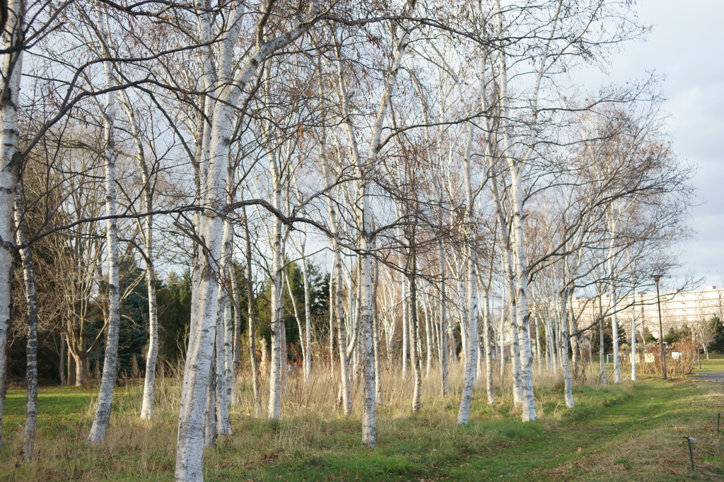 公園散歩白木