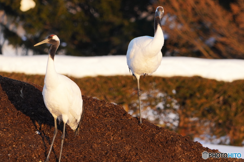 牧場にいた鳥２