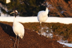 牧場にいた鳥２