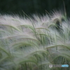 DSC02705