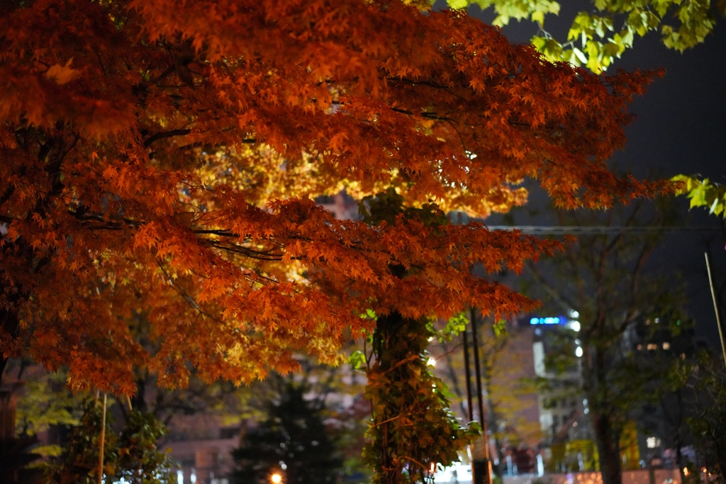 真夜中の光に照らされて
