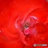 PICT0136