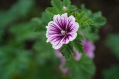 公園の花