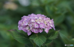 DSC01808