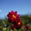 公園の花