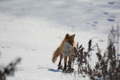 雪とキツネ