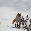 雪とキツネ