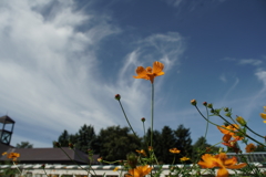 公園の花