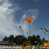 公園の花