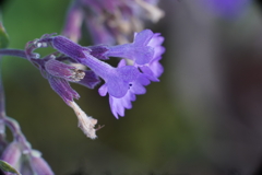 公園の花