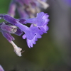 公園の花