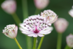 公園の花