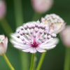 公園の花