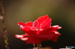 DSC06817