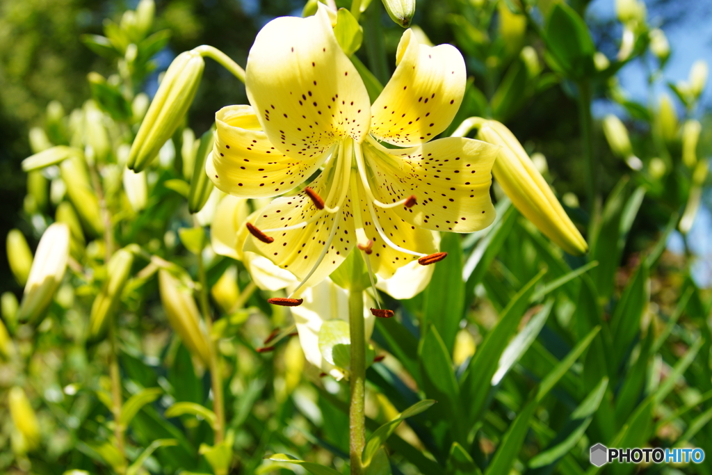 公園の花 by jiggle （ID：13578810） - 写真共有サイト:PHOTOHITO