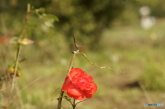 DSC05749