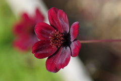 公園の花
