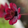 公園の花