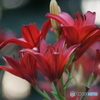 DSC02617
