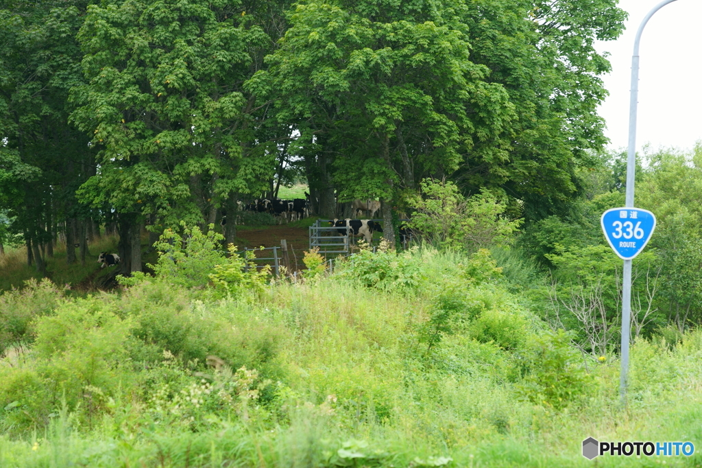 route336